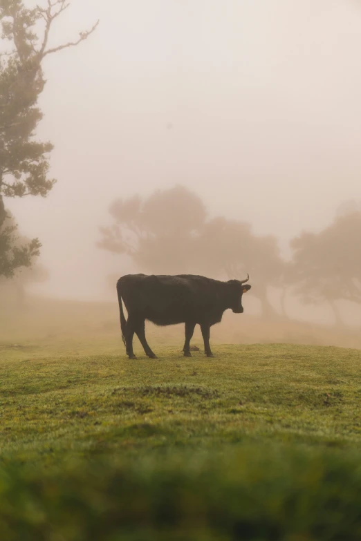 a cow walks along a meadow on a foggy day