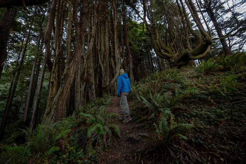 a man stands in the middle of a forest of large trees