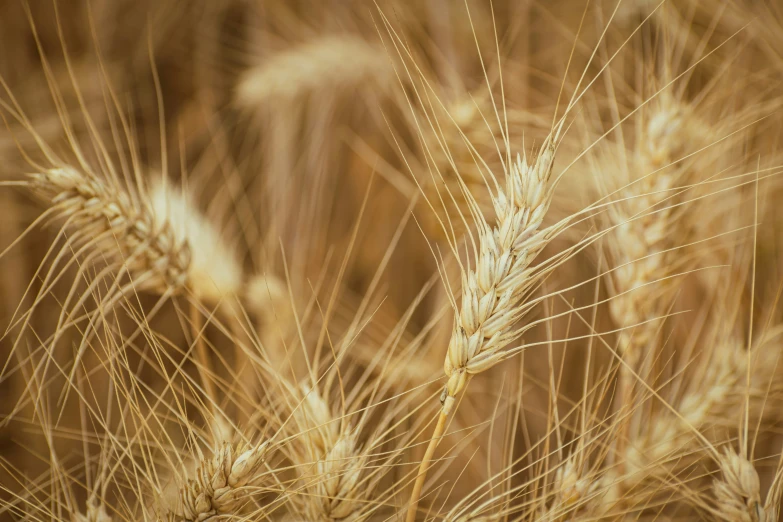 brown wheat plant with no leaves on it