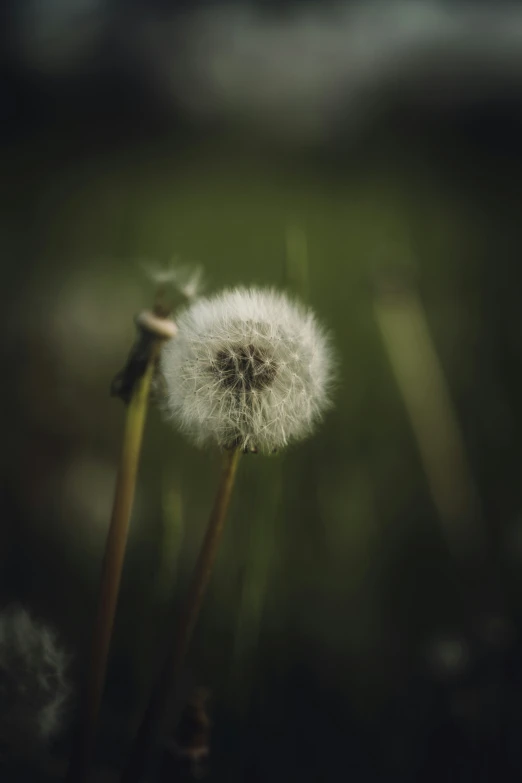 the white flower is very fuzzy and dandelion