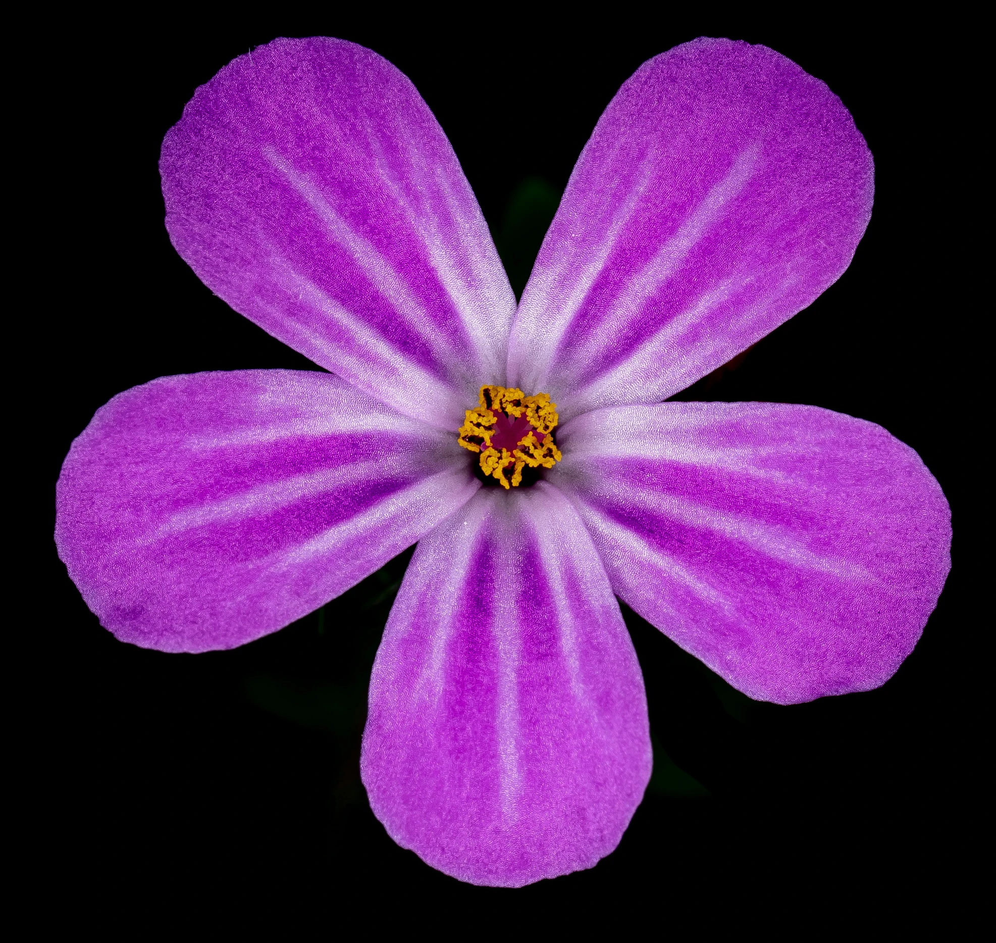 a purple flower is pictured in the center