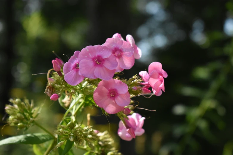 a very pretty flower that is growing in the dirt