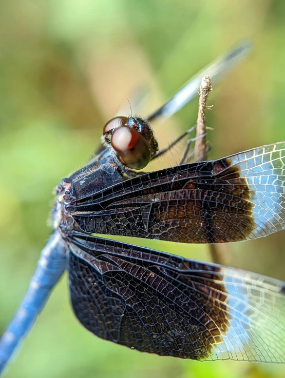 the blue dragonfly is sitting on top of another dragonflies