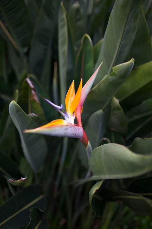 an exotic flower in full bloom against large green leaves