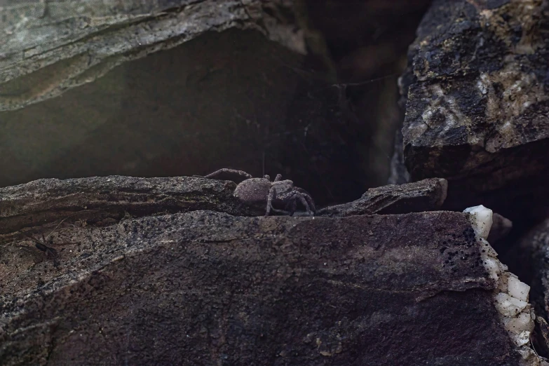 an animal in the middle of rocks at a zoo