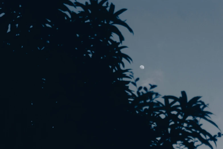 a bird flies away from the camera in the dark