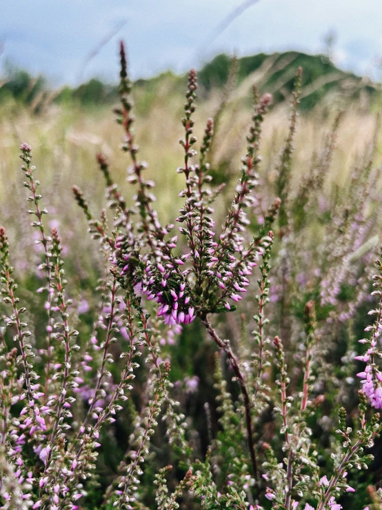purple flowers blooming in a field next to an open area