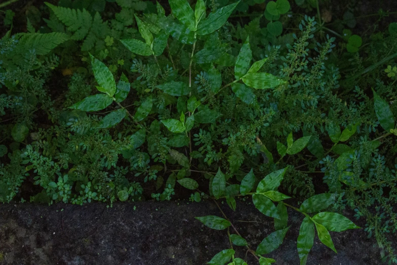 an aerial view of lush green leaves and dirt