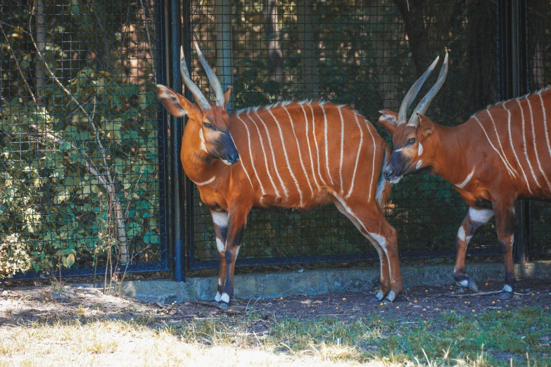 two antelope standing inside a wire enclosure in a zoo