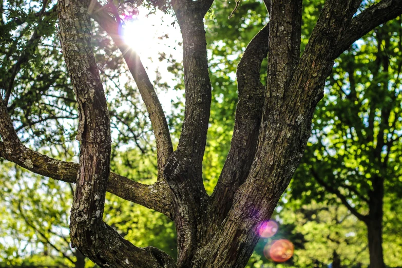 tree with sunlight in background and sun flares through nches