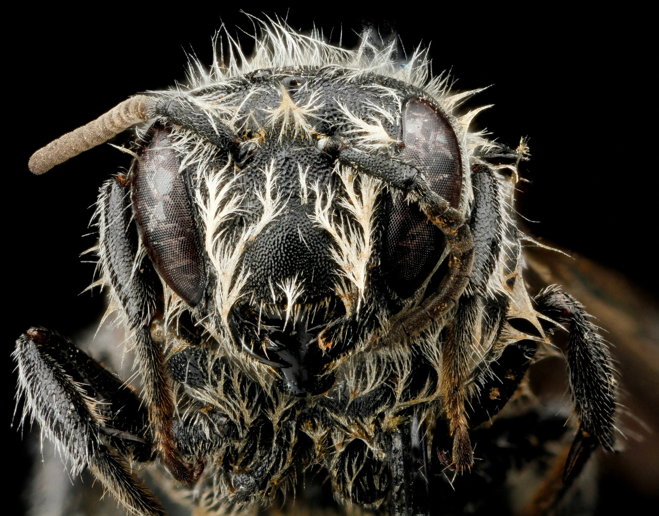 an insect with white and black spots on its face