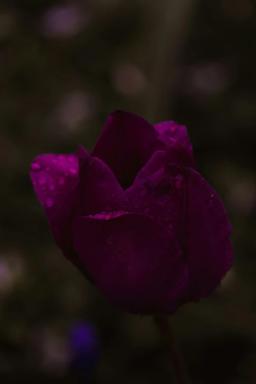 a rose with water droplets on it