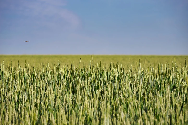 a bird flies through a green wheat field