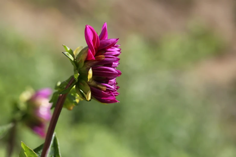 a close - up of a small flower in the sunlight