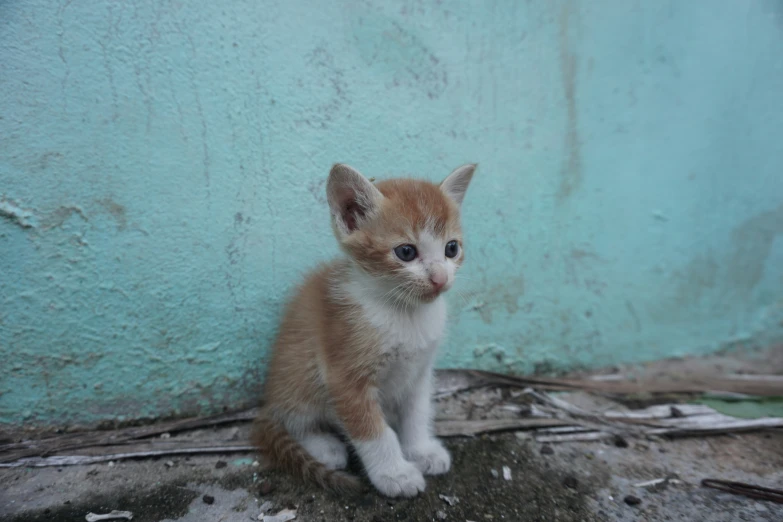 a small kitten is sitting in front of a wall