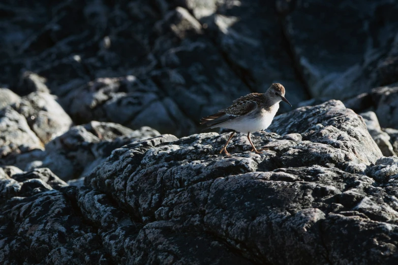 a small bird standing on some rocks near the ocean