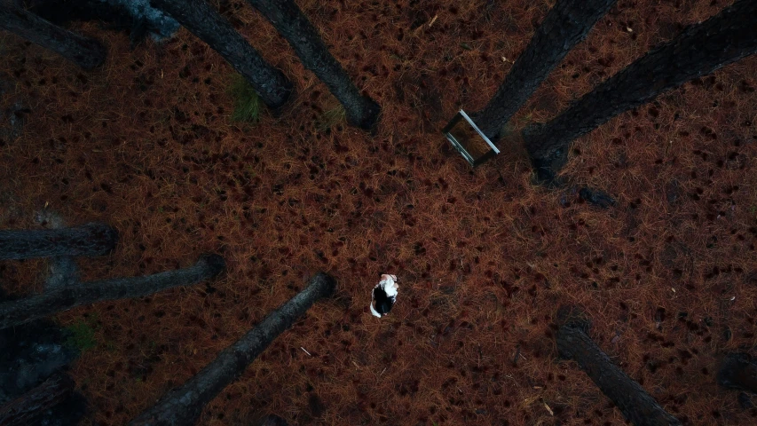 an overhead view of several tree trunks laying in a circle