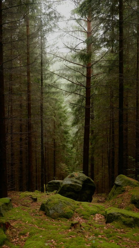 a large rock on the ground in the middle of the woods