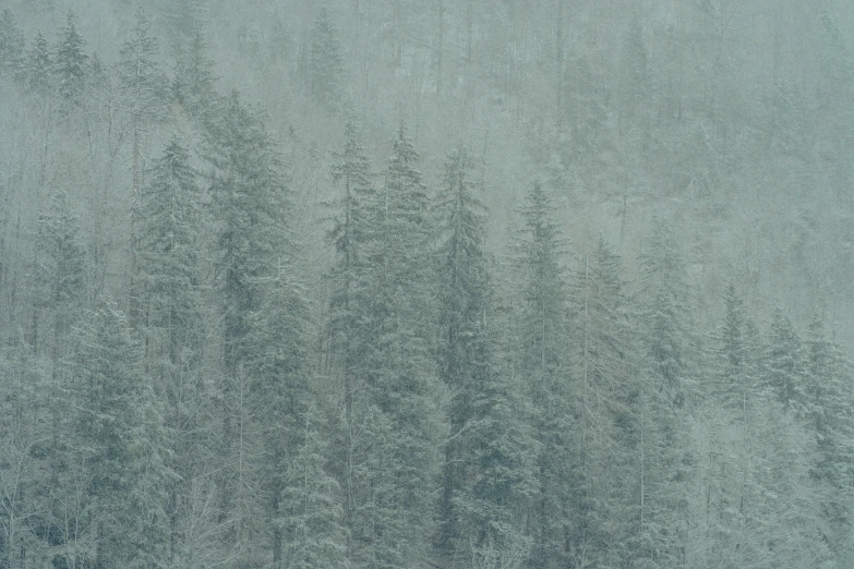 an evergreen tree with snow on the ground