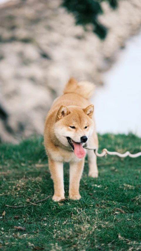 a very cute brown dog walking on some grass