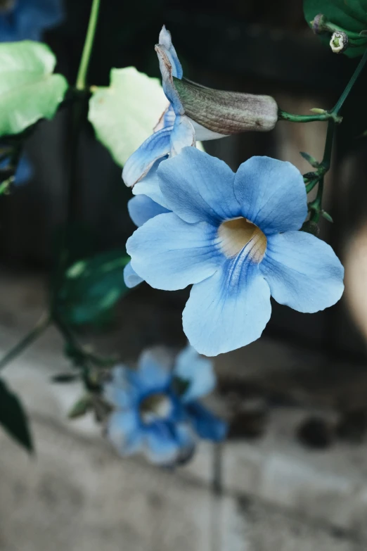 blue flowers are growing on a green vine