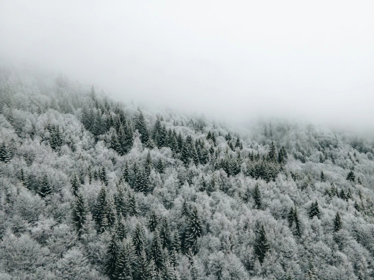 a forest in the snow with thick fog and trees