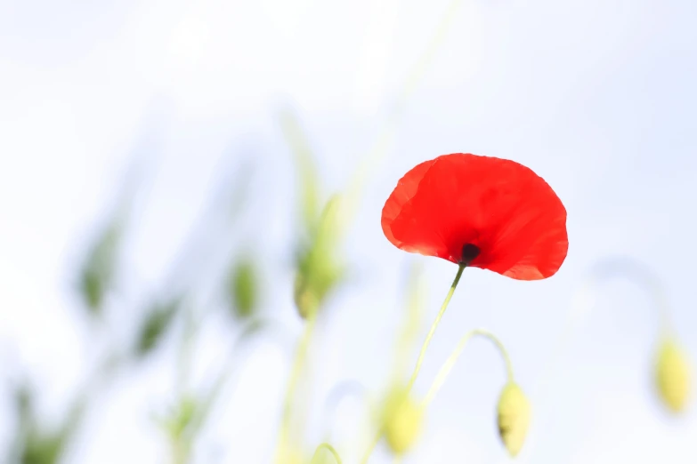 a large red poppy standing on top of grass