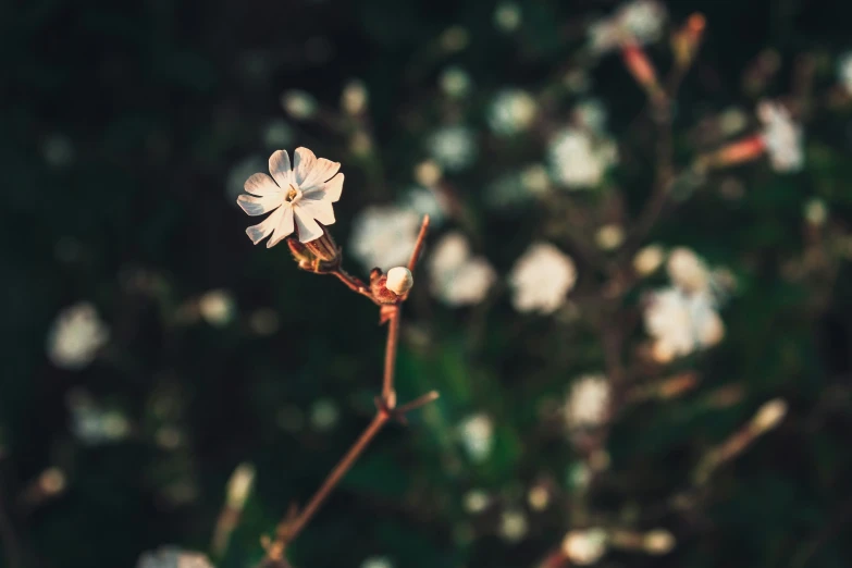 flowers on a plant near some white flowers