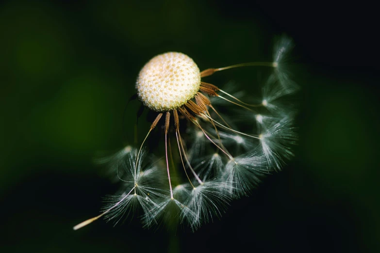 a dandelion blowing through the wind in a dark background