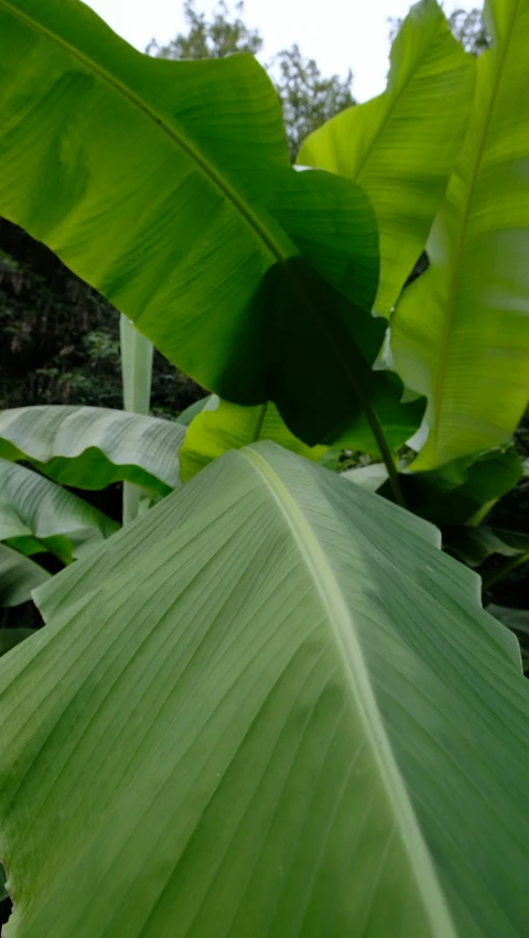 there is a huge leaf with some trees in the background