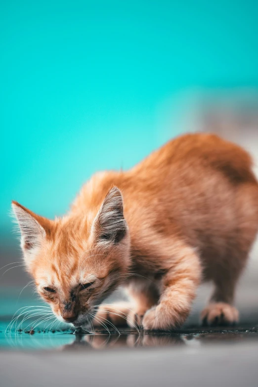 a cat is drinking from the floor that he is trying to keep out