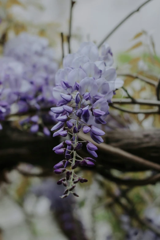 purple flowers with long stems bloom on a tree nch