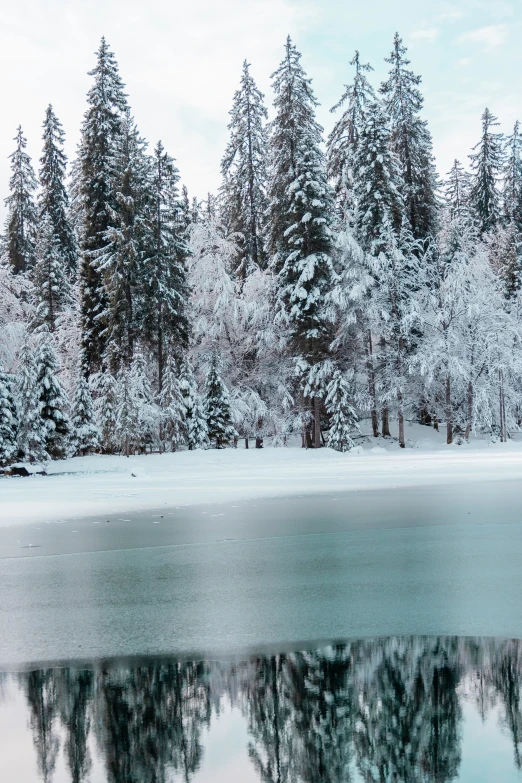 snow covered trees in front of a lake