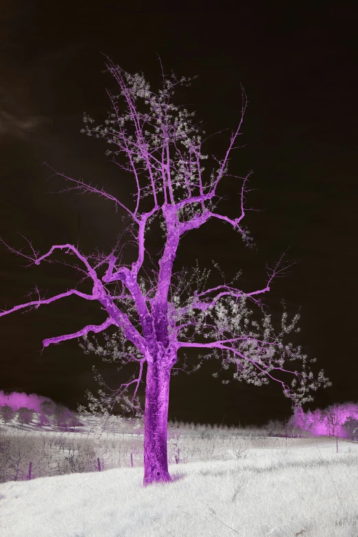 a red - tinted tree in the middle of a field