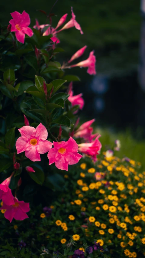 beautiful pink flowers sit next to some other flowers