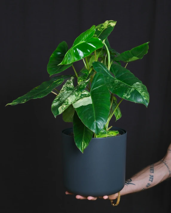 a green plant is in a black pot