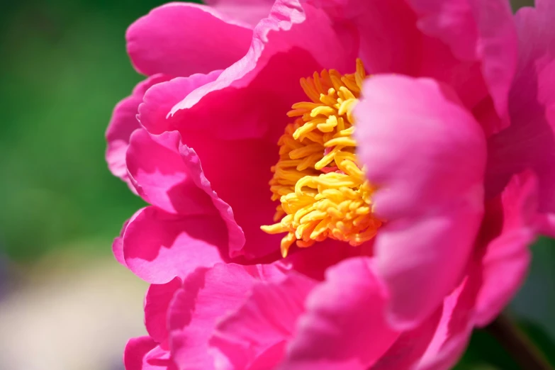 a bright pink flower with yellow stipula