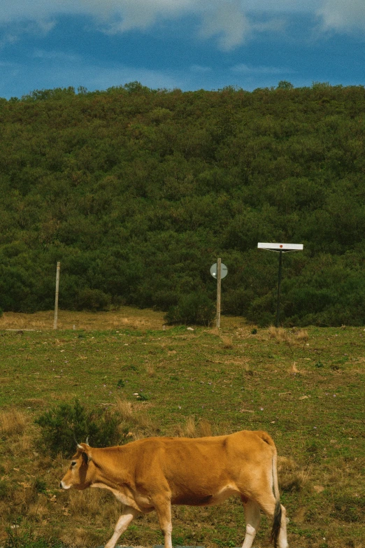 an animal is in a field near grass