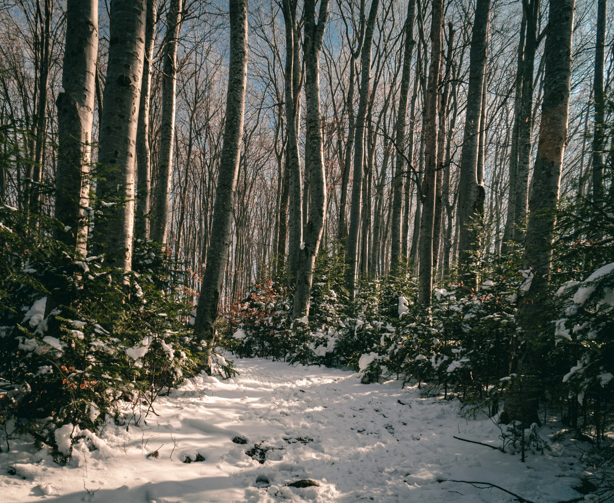 snowy path in woods with lots of trees on the sides