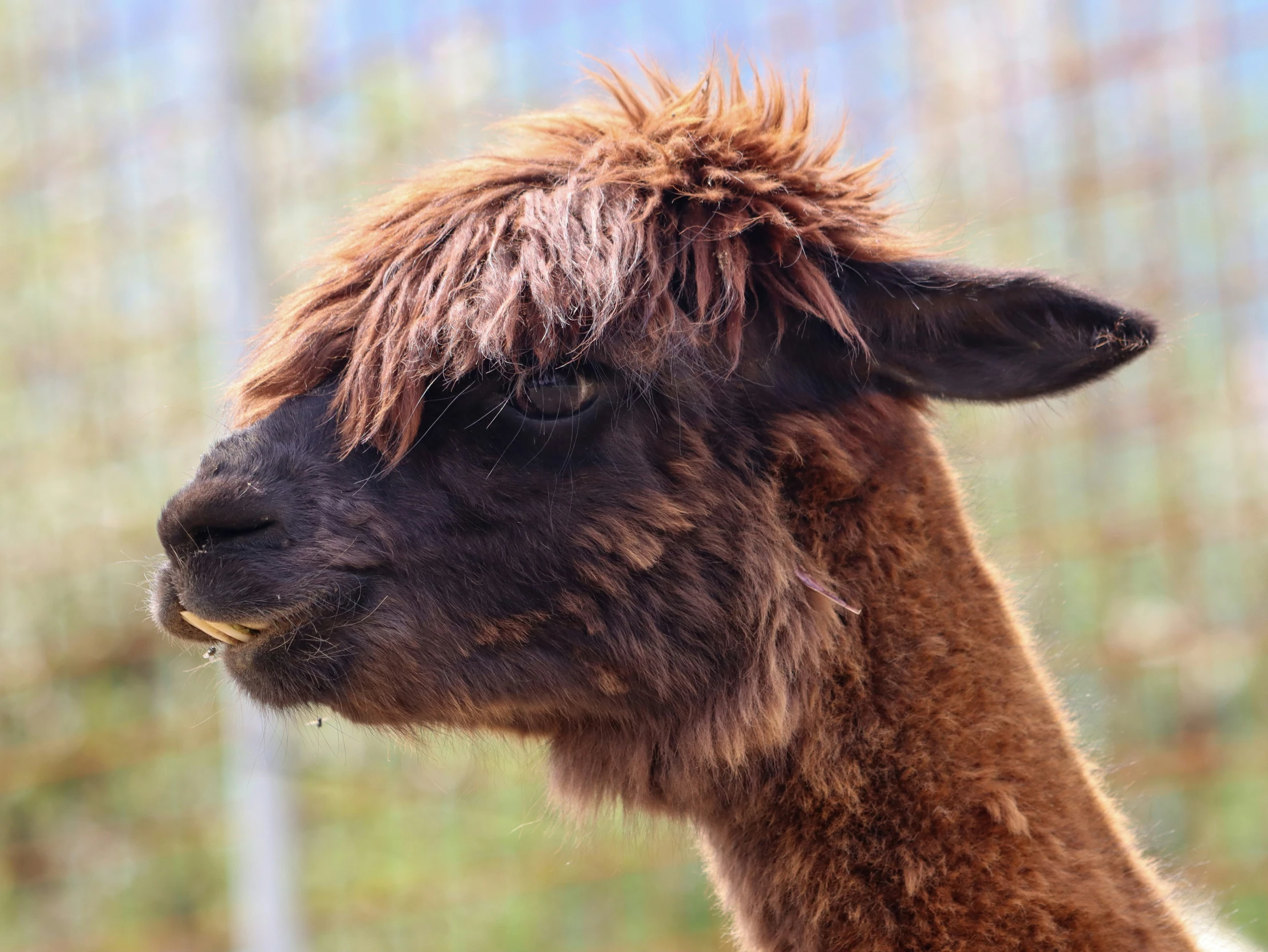 a brown and white llama staring at soing