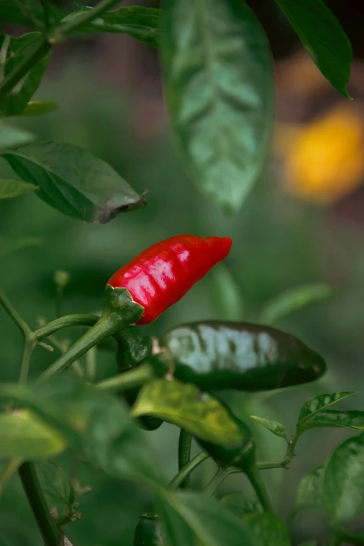 a red  chili is growing on a nch in the garden