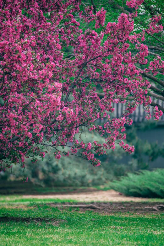 a single bench that is under a pink tree