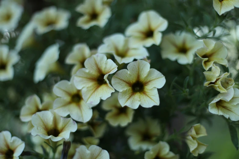 several yellow flowers with brown centers are in a garden