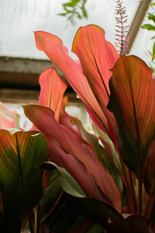 colorful plants growing out of a pot in the daytime