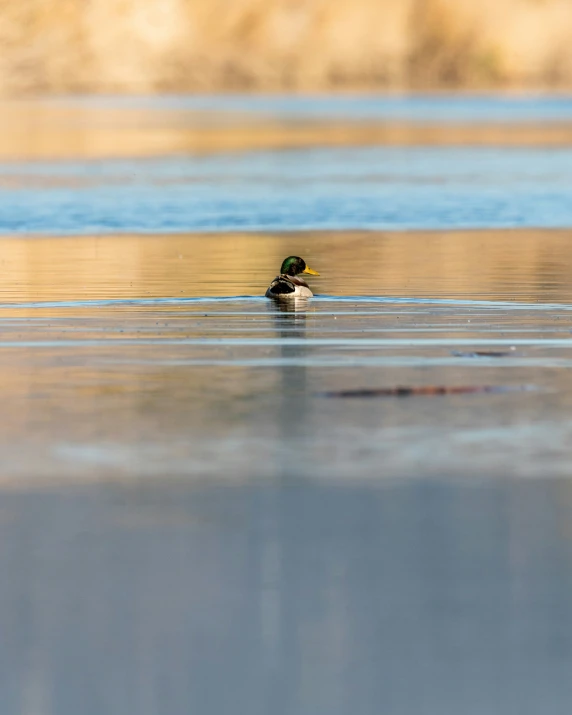 a small duck floating in the water next to some trees