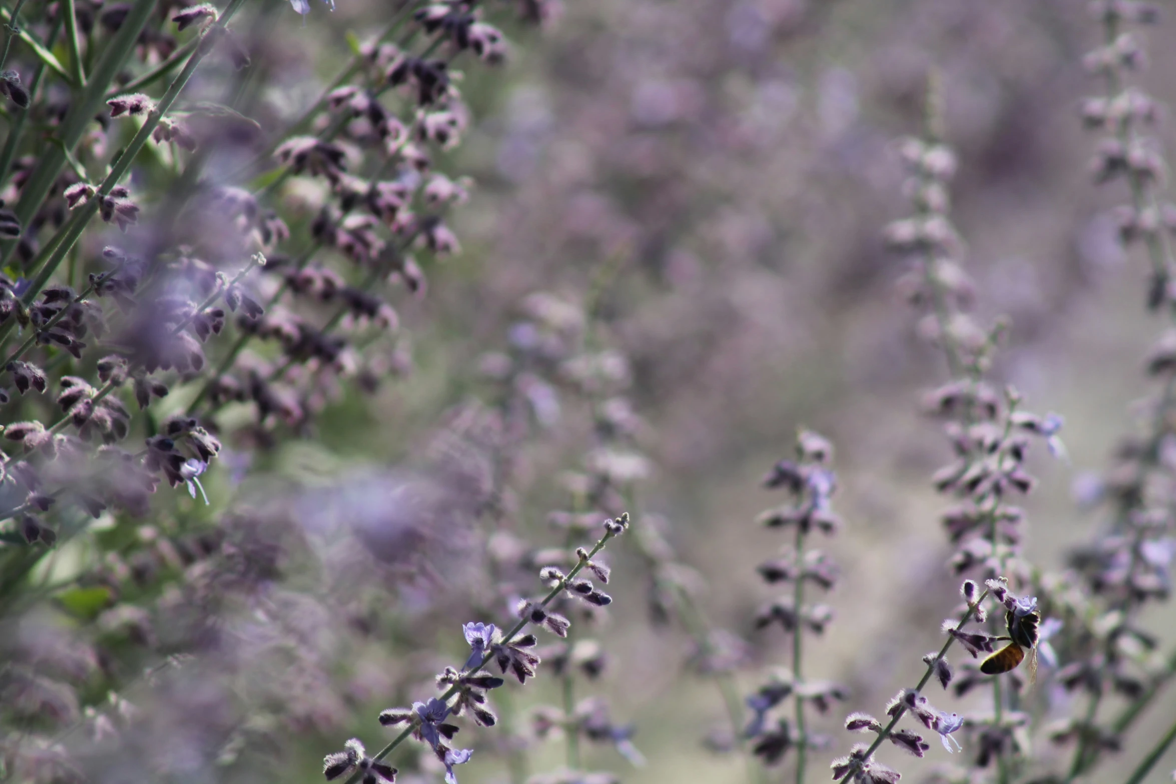 a bunch of lavender flowers on a sunny day