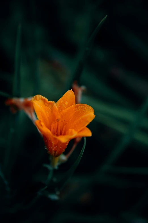 a small orange flower blooming on some stems