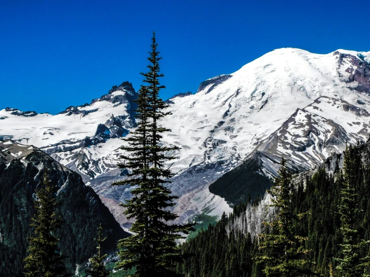 the snowy mountains above the fir forest with snow on them