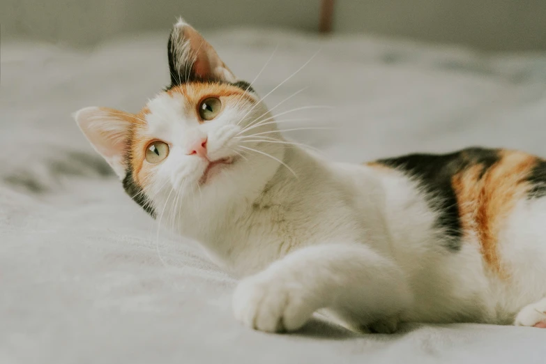 a cat laying on top of a white carpet