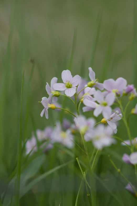 purple flowers are blooming in the tall green grass